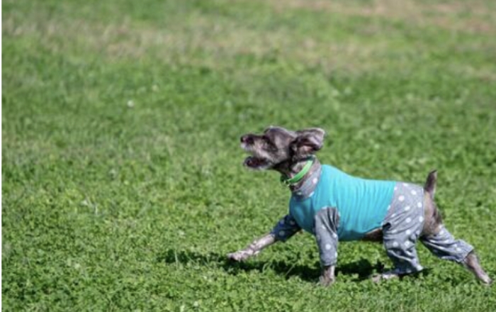 ドックラン＆芝エリア